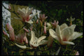 015042 Magnolia Blossoms, Buddhist Monastery, Kunming A4 Photo Print