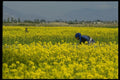 015061 Rape Seed Fields, Stone Forest A4 Photo Print