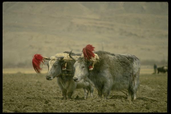 015068 Yaks Shigatse, Tibet A4 Photo Print