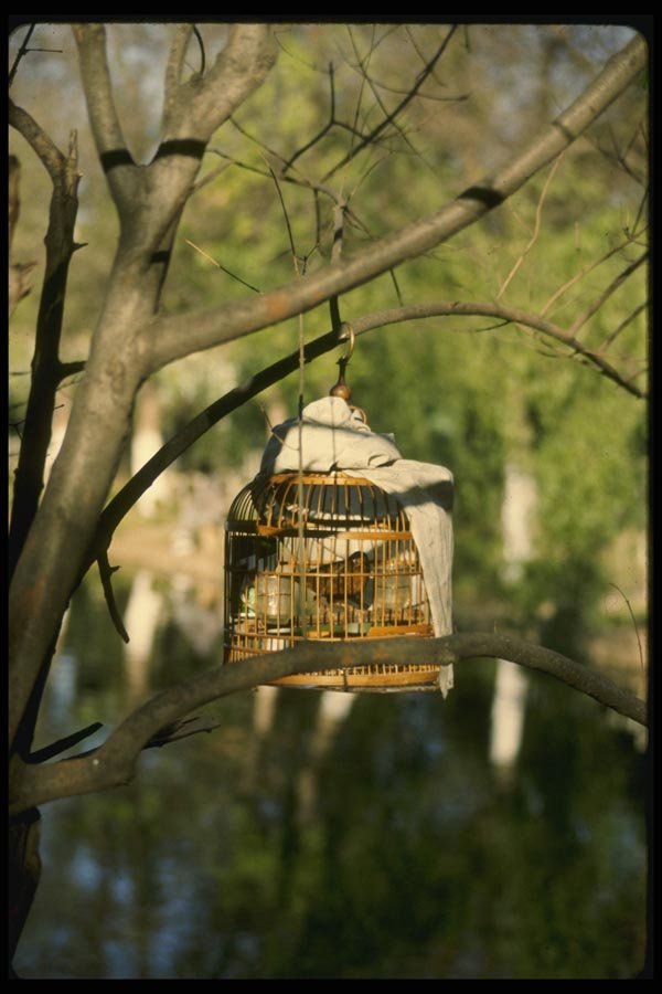 015086 Bird Cage In Park, Kunming, Yunnan A4 Photo Print