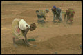 016000 Saracolle Women Working In Fields A4 Photo Print