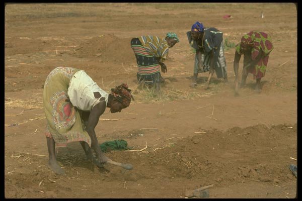 016000 Saracolle Women Working In Fields A4 Photo Print