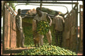 016002 Oranges At Market In Guetema, Mali A4 Photo Print