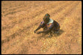 016013 Woman In Fields Of Sorghum, Bema A4 Photo Print