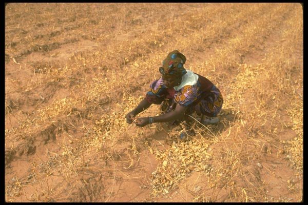 016013 Woman In Fields Of Sorghum, Bema A4 Photo Print