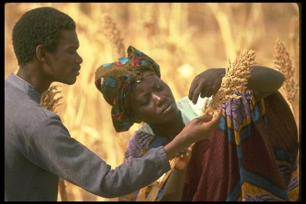 016029 Agriculturalist Inspecting Sorghum Grain A4 Photo Print