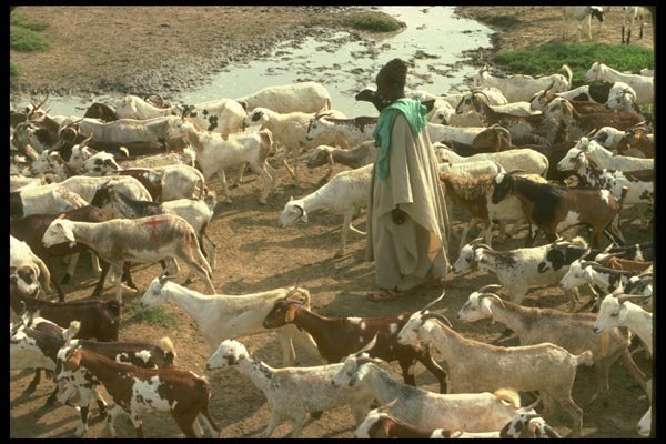 016037 Peuhl Shepherd With Goats A4 Photo Print