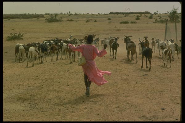 016050 Young Shepherd With Goats, Kaarta, Sahel A4 Photo Print