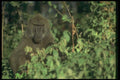 016052 Baboon A4 Photo Print