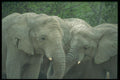 016053 African Elephants A4 Photo Print