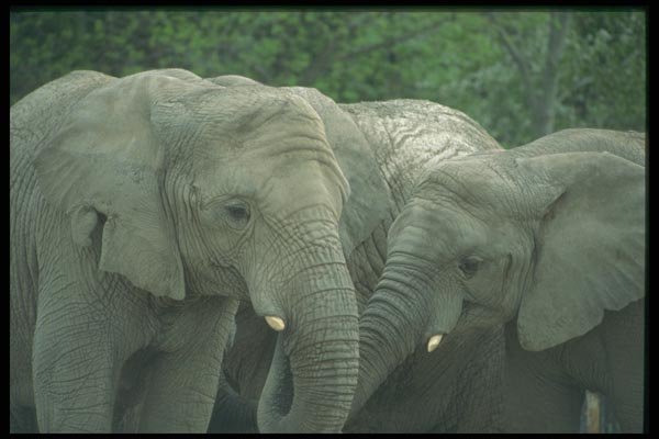016053 African Elephants A4 Photo Print