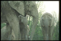 016054 African Elephants A4 Photo Print