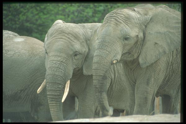 016055 African Elephants A4 Photo Print