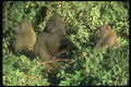 016056 Baboon Group A4 Photo Print