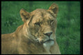 016057 Female Lion A4 Photo Print