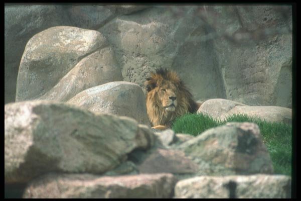 016058 Male Lion A4 Photo Print