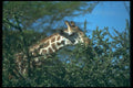 016059 Single Giraffe Head A4 Photo Print