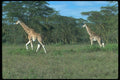 016060 Pair Of Giraffes A4 Photo Print