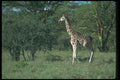 016061 Single Giraffe A4 Photo Print