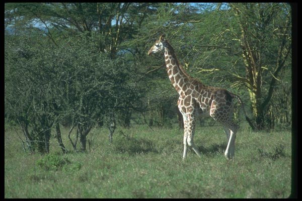 016061 Single Giraffe A4 Photo Print