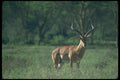 016062 Single Gazelle A4 Photo Print