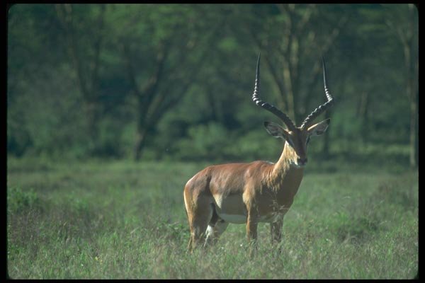 016062 Single Gazelle A4 Photo Print