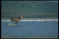 016063 Water Buck A4 Photo Print