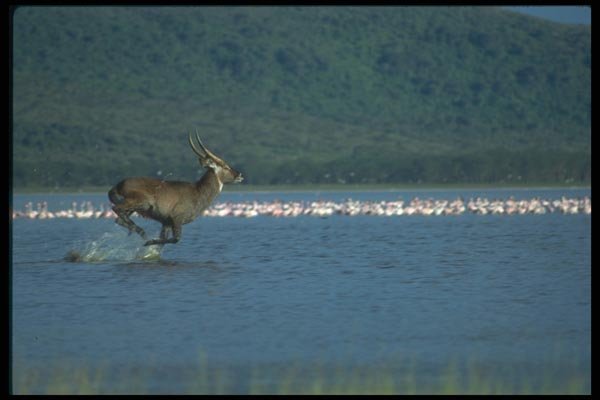 016063 Water Buck A4 Photo Print
