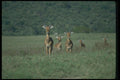016064 Thompson's Gazelles A4 Photo Print