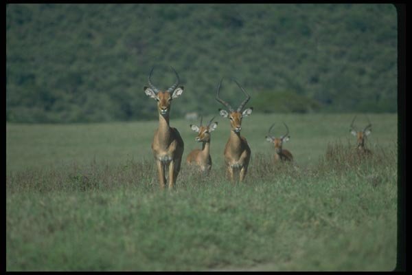 016064 Thompson's Gazelles A4 Photo Print