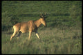 016065 Wildebeest A4 Photo Print