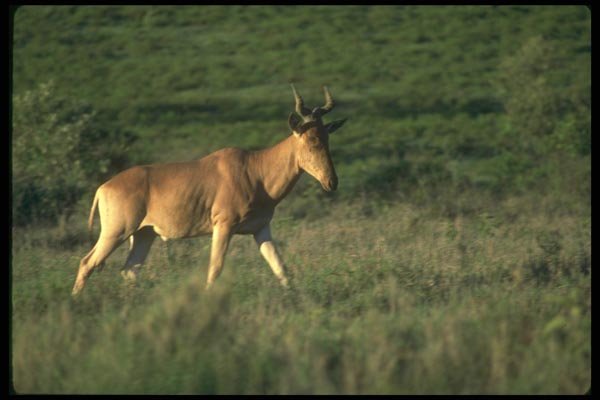 016065 Wildebeest A4 Photo Print