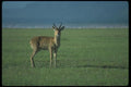 016066 Gazelle A4 Photo Print