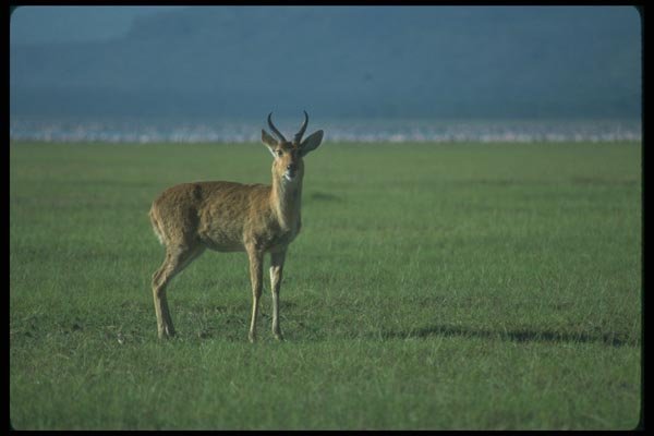 016066 Gazelle A4 Photo Print