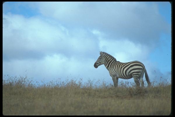 016067 Single Zebra A4 Photo Print