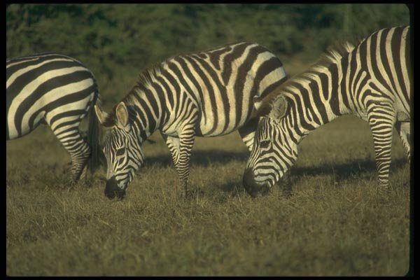 016068 Group Of Zebras A4 Photo Print