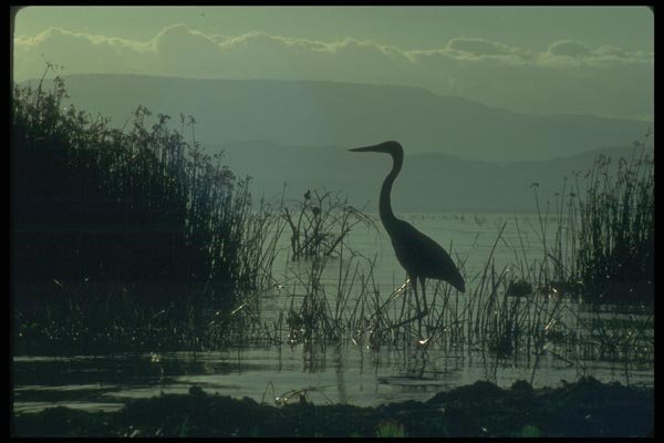 016069 Goliath Heron A4 Photo Print