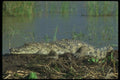016070 Crocodile A4 Photo Print