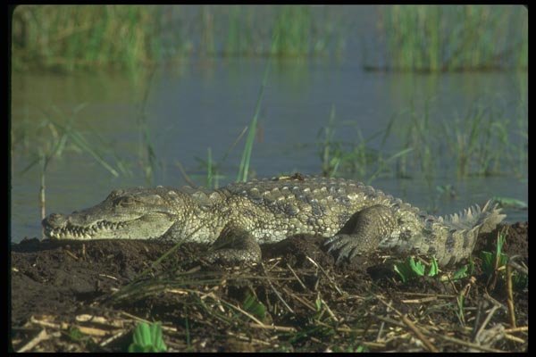 016070 Crocodile A4 Photo Print