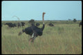 016071 Ostrich A4 Photo Print