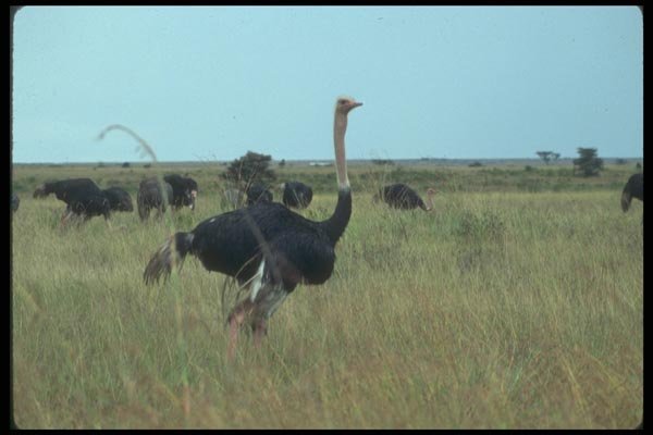 016071 Ostrich A4 Photo Print
