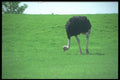 016072 Ostrich A4 Photo Print