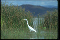 016073 White Heron A4 Photo Print