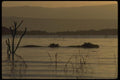 016074 Hippopotamus In Morning Light A4 Photo Print