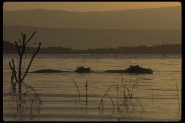 016074 Hippopotamus In Morning Light A4 Photo Print
