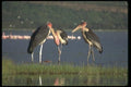 016075 Marabou Storks In Morning Light A4 Photo Print