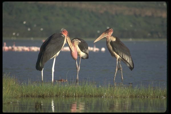 016075 Marabou Storks In Morning Light A4 Photo Print