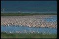 016076 Flamingos A4 Photo Print