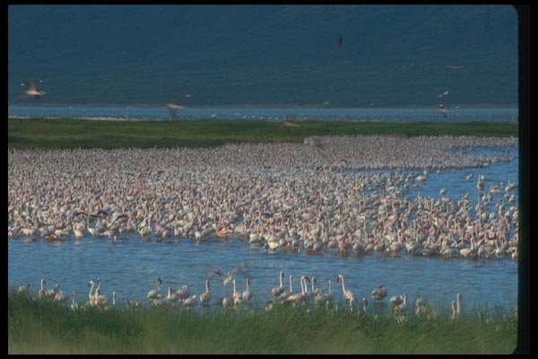 016076 Flamingos A4 Photo Print