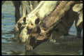 016077 Camels Drinking Water A4 Photo Print